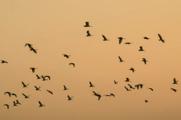 Vogelschwarm am Himmel — Stockfoto