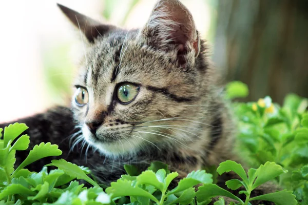 Cute kitty — Stockfoto