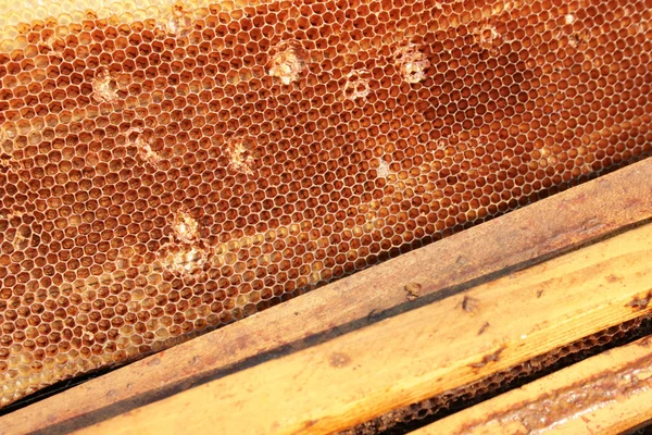 Бджільництво — стокове фото