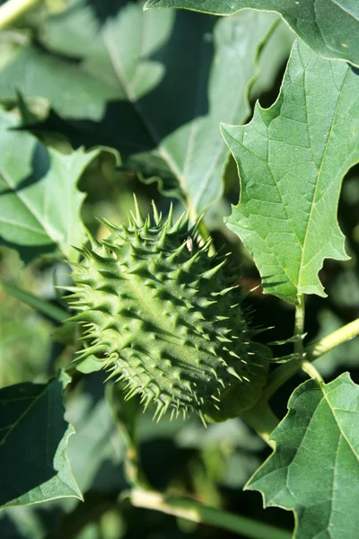 Burdock thorny flower — Stock Photo, Image