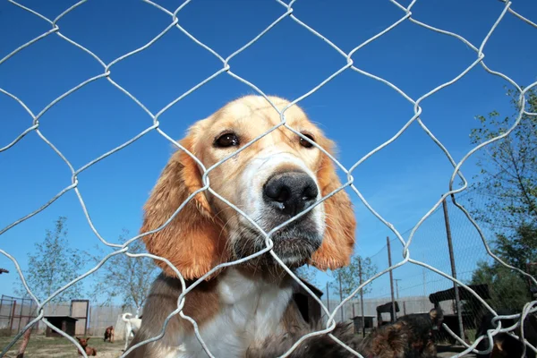 Captured dog — Stock Photo, Image