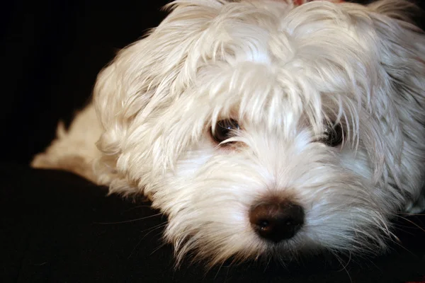 Cachorro maltés Fotos De Stock Sin Royalties Gratis