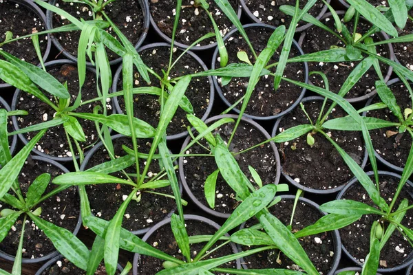 Greenhouse production — Stock Photo, Image