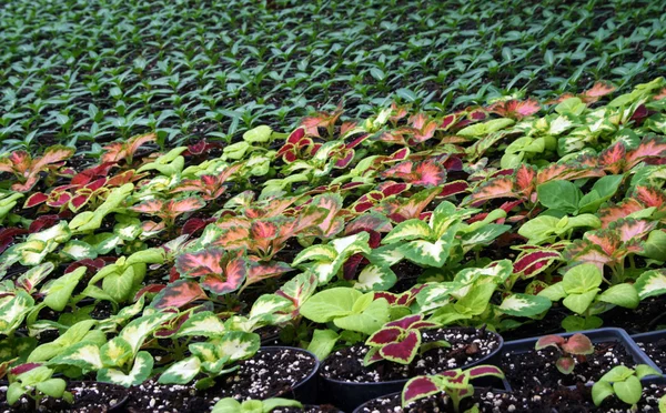 Casa de plantação — Fotografia de Stock