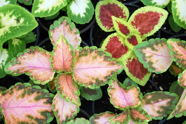 Greenhouse farming — Stock Photo, Image