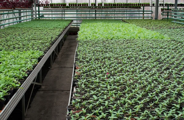 Casa de plantação — Fotografia de Stock