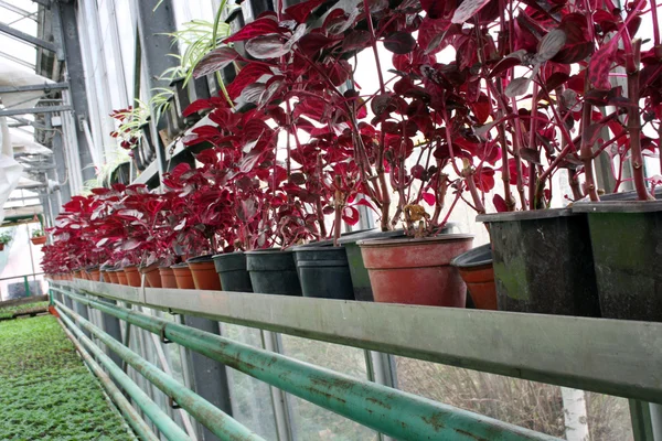 Flowers nursery — Stock Photo, Image