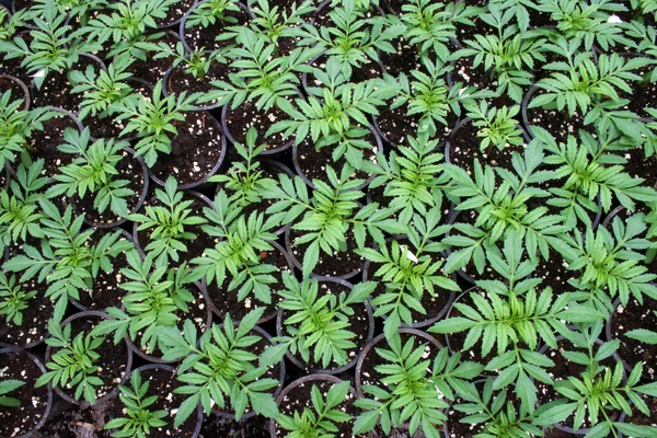 Greenhouse production — Stock Photo, Image