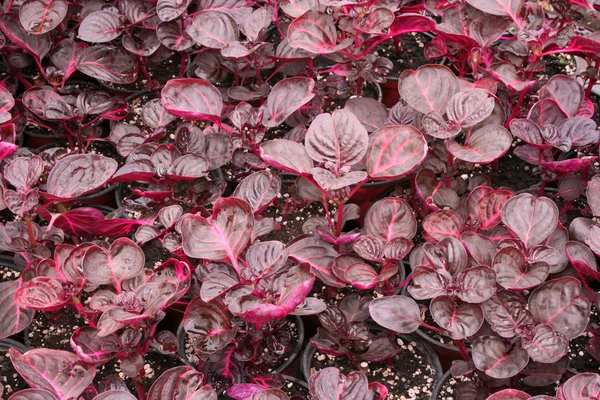 Greenhouse farming — Stock Photo, Image