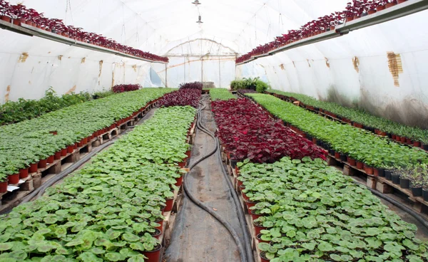 Casa de plantação — Fotografia de Stock