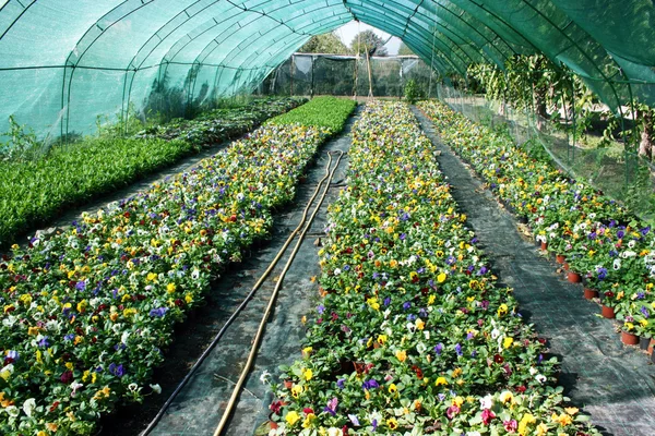 Flower production — Stock Photo, Image