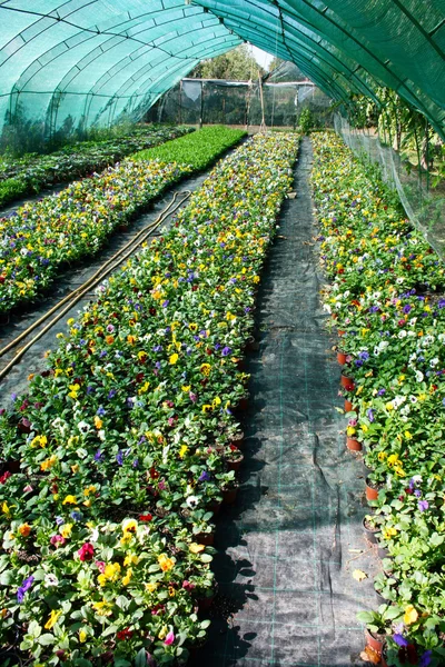 Flower production — Stock Photo, Image