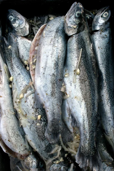 Raw trout fish — Stock Photo, Image