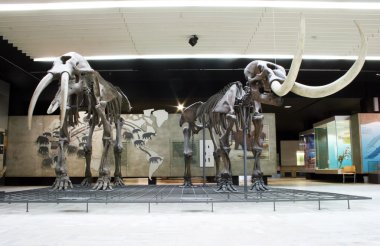 senckenberg Müzesi