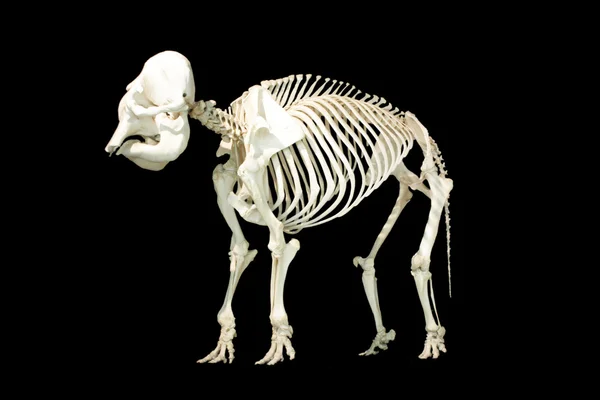 Elephant Skeleton — Stock Photo, Image