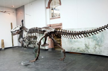 senckenberg naturmuseum 프랑크푸르트