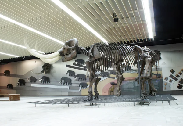 senckenberg naturmuseum 프랑크푸르트