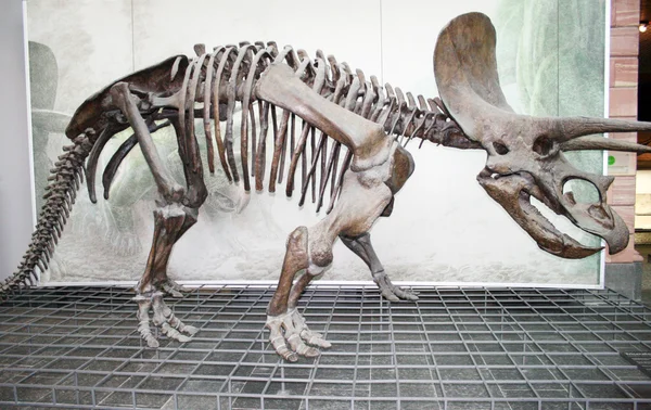 Senckenberg Naturmuseum Frankfurt — Stock Photo, Image