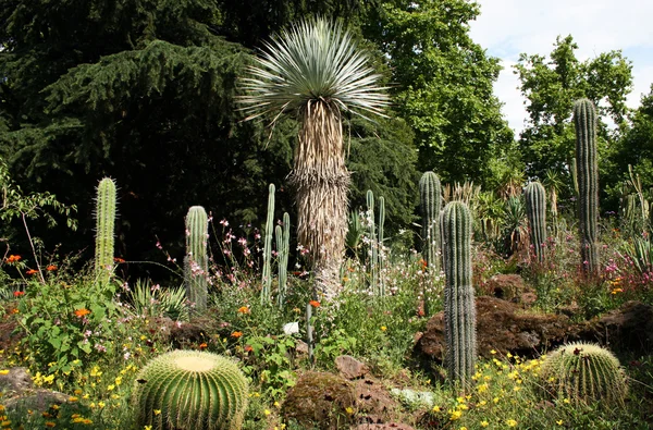 Cactus — Foto de Stock