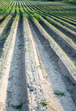 Ekilmiş kuzu eti. Tarla sürme, ekme ve mahsul yetiştirme ile işlenen ekilebilir arazi