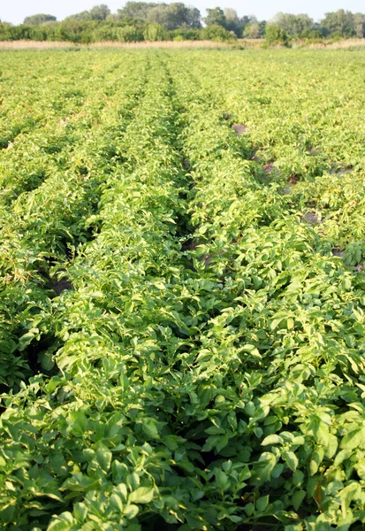 Arable Land Worked Plowing Sowing Raising Potato — Stock Photo, Image