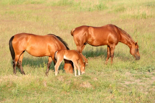 Mare Stallion Foal Pose Pasturing Field — ストック写真