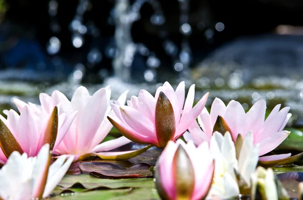 Water lily — Stock Photo, Image