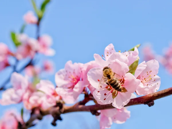 Pszczoła na brzoskwiniowy kwiat — Zdjęcie stockowe