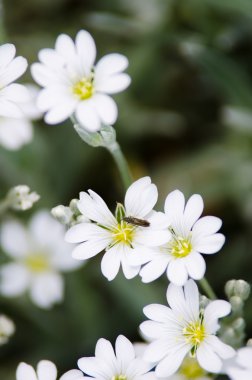 beyaz çiçekler arka plan