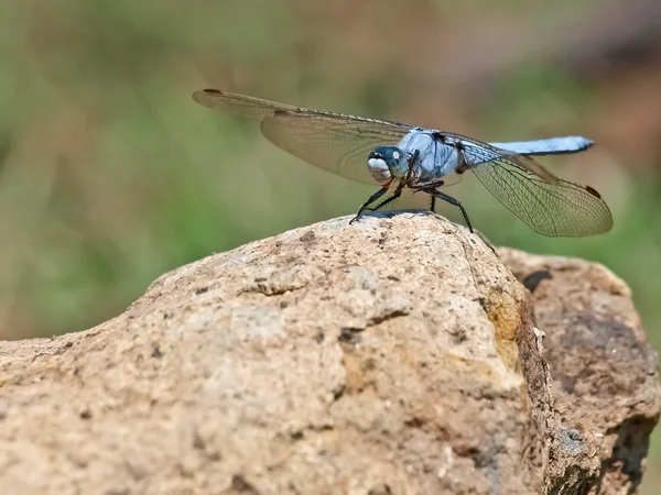 Libelle — Stockfoto