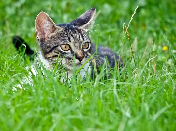 Kleine Katze — Stockfoto