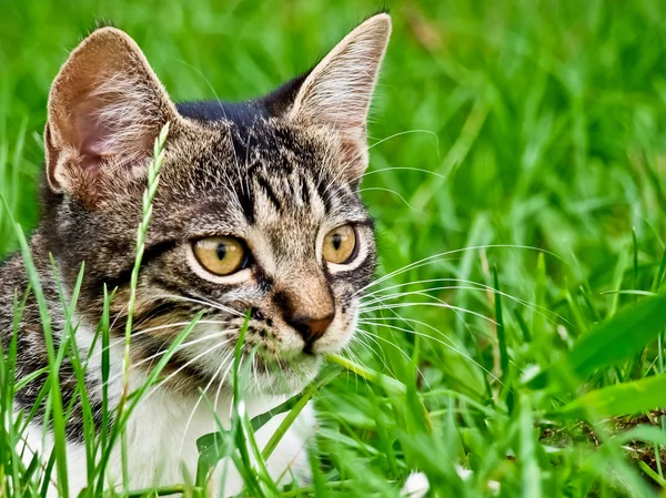 Kleine Katze — Stockfoto