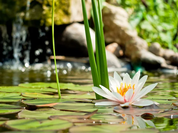 Water lily — Stock Photo, Image