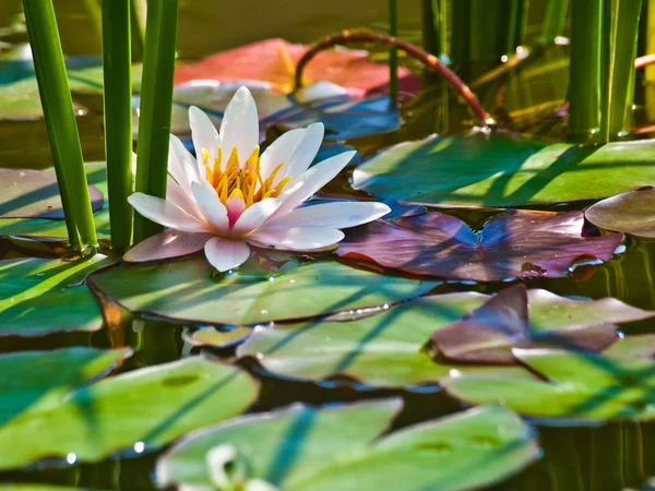 Lirio de agua — Foto de Stock