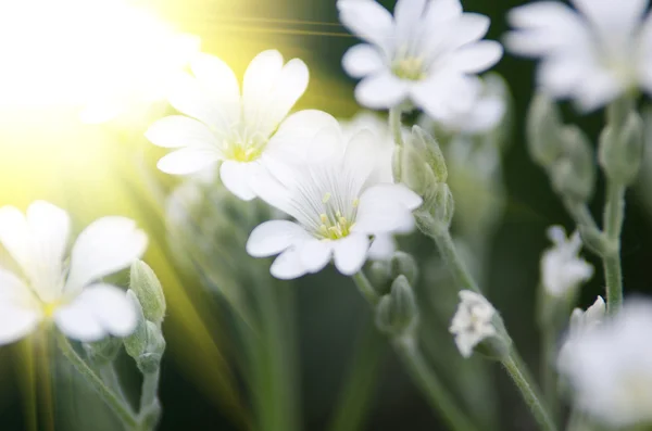Kwiaty białe tło — Zdjęcie stockowe