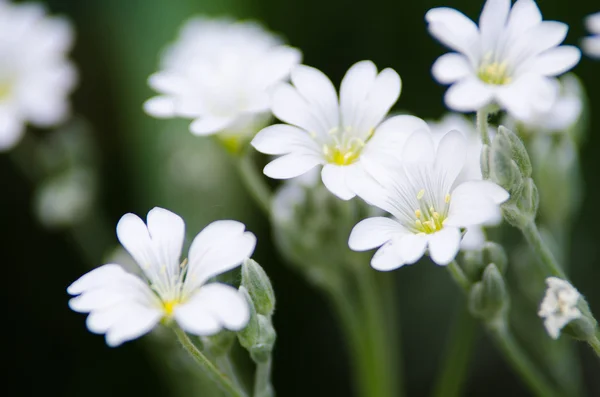 Fondo de flores blancas —  Fotos de Stock