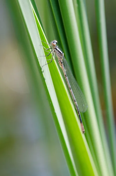 Libelle — Stockfoto