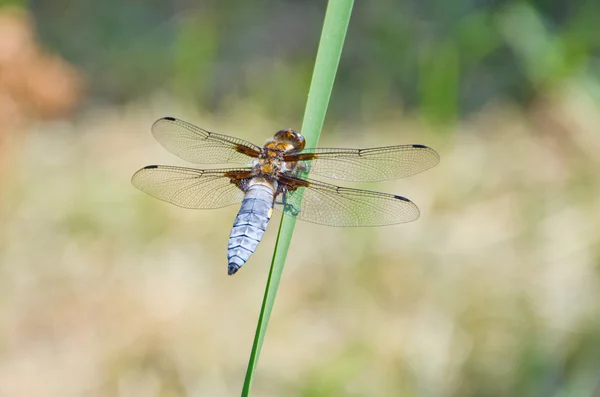 Libelle — Stockfoto