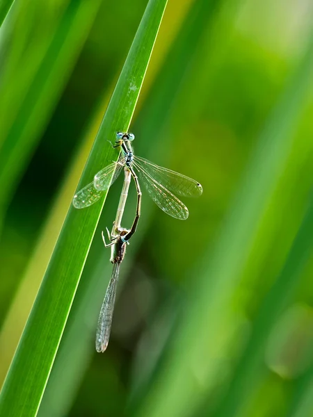 Twee dragonfly — Stockfoto