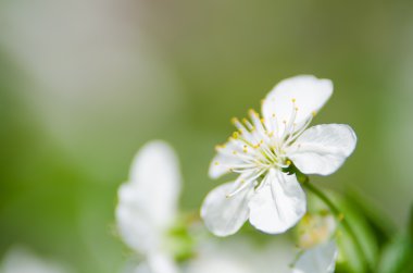 Kiraz çiçeği.