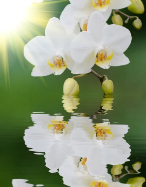 Beyaz Orkide