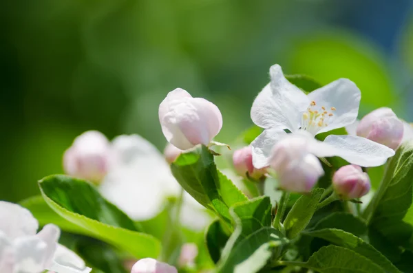 Flor de maçã — Fotografia de Stock