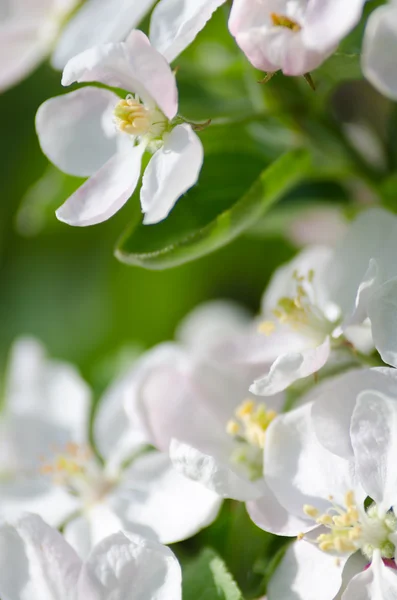 Elma çiçeği — Stok fotoğraf