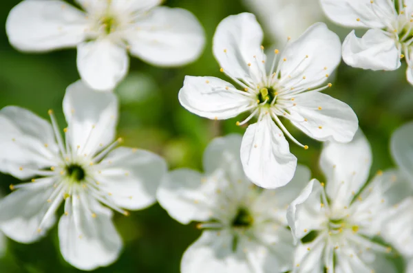 Apfelblüte — Stockfoto