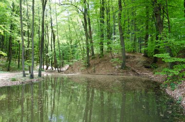 nehir ve ahşap köprü