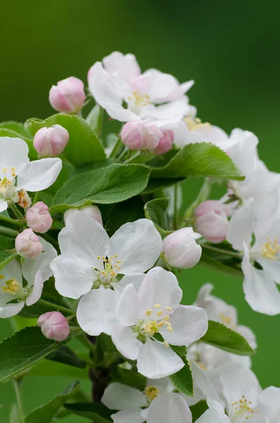 Flor de manzana — Foto de Stock