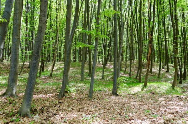 Kontekst lasu — Zdjęcie stockowe