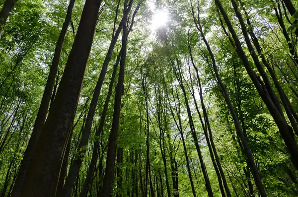 Orman Arkaplanı — Stok fotoğraf