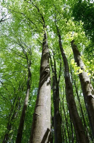 Forest background — Stock Photo, Image