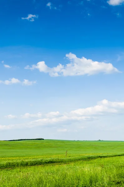 Champ vert et ciel bleu — Photo